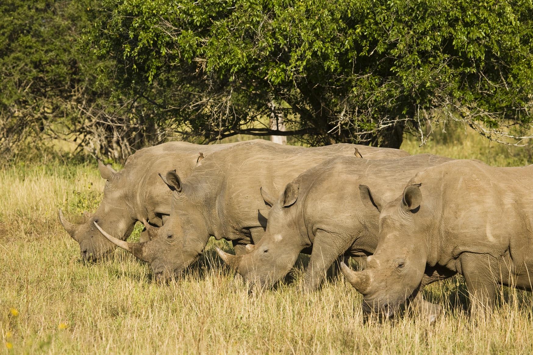 White Rhinoceros or Square-lipped Rhinoceros (Ceratotherium simum). Hluhluwe iMfolozi Park. KwaZulu NAtal. South Africa